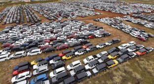На Гавайях тысячи прокатных автомобилей поставили на одну парковку (9 фото)