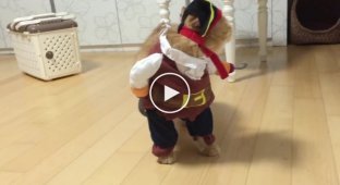 Этот кот одетый как пират только что выиграл конкурс на лучший костюм на Хэллоуин