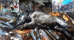 Индийские волонтеры спасли восемь щенков, облитых гудроном (11 фото)