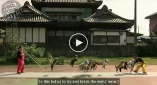 Мировой рекорд. 13 собак одновременно прыгают