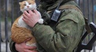 История одного крымского кота (4 фото)