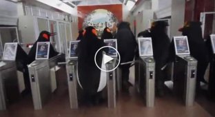 Пингвины в метро. Забавное видео за 2013 год