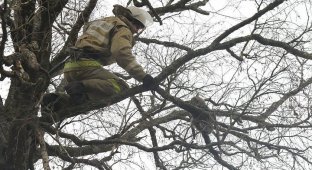 Сотрудники МЧС спасли кота, который в течение двух суток сидел на дереве (2 фото + 1 видео)