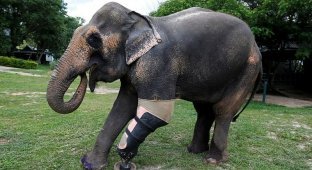 Слонихе Моше сделали девятый уникальный протез ноги (11 фото)