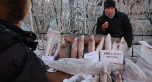 Якутия: про рыбу (21 фото)