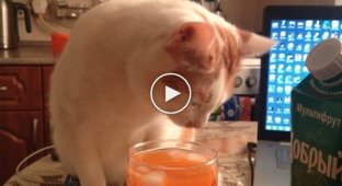 Кот который любит пить сок со льдом