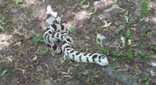 В московском дворе девушка поймала крупную змею (3 фото + видео)