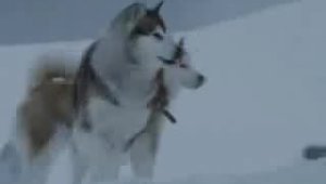 Классно смонтированный ролик про дружбу собак из фильма Антарктика