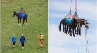 Полетели: как ВВС тренируются перевозить лошадей (26 фото)