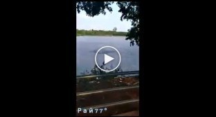 Экстремал, устроивший заплыв в озере, пережил нападение крокодила