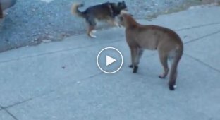 Храбрые собаки против пумы
