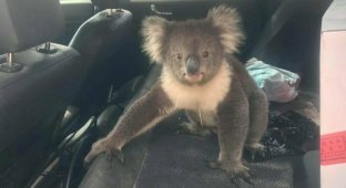 Забавная встреча: спасаясь от жары, коала забралась в машину с кондиционером (4 фото + 2 видео)