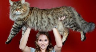 Мейн-кун самые большие кошки (4 фото)