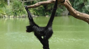 Паукообразная обезьяна: Хвост, который стал полноценной «рукой». Пугающие, но изумительные приматы (9 фото)