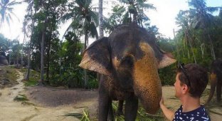 Слон сфотографировался с туристом на память (4 фото)