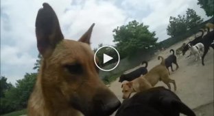 Уникальный приют для собак в Сербии на 450 персон