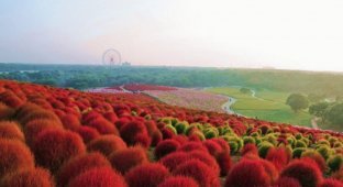 Рассветная страна цветов «Hitachi Seaside Park» (26 фото)