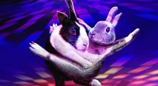 Танцующие кролики (13 фото)