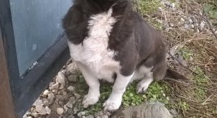 Хозяин забрал из приюта сбежавшего пса, но обнаружил «изъян» (13 фото + 2 видео)