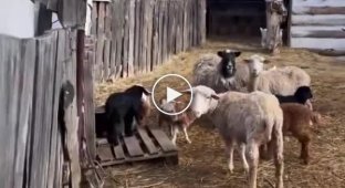 Сообразительная пастушья собака выводит овец на прогулку