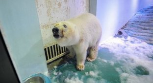 «Cамый грустный белый медведь в мире» спустя два года (4 фото + видео)