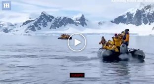 В Антарктиде пингвин, уплывая от косаток, запрыгнул прямо в лодку к туристам