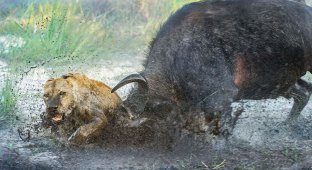 Как буйвол дал яростный отпор двум львицам (10 фото)
