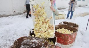 300 тысяч цыплят выбросили погибать на мороз (4 фото)
