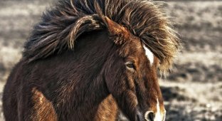 Дикие лошади Исландии в игривом настроении (14 фото)