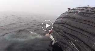 Белая акула обнаружила мертвого кита