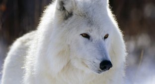 Крупный план: полярный волк (30 фото)
