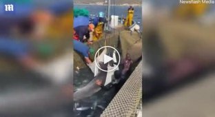Рыбаки освободили дельфина, угодившего в рыбацкую сеть