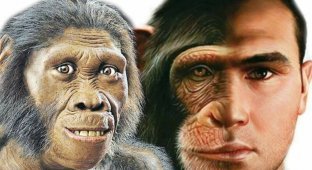 Загадки эволюции: почему не эволюционируют современные обезьяны? (4 фото)