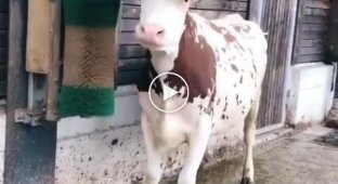 Корова в восторге от новой щетки-чесалки