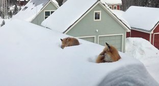 В Колорадо выпало так много снега, что лисы без труда взобрались на крышу дома (4 фото)