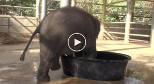 Этот слоненок развлекался принимая ванну Но вдруг появилась мама-слониха