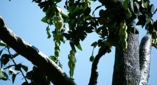 Nareepol удивительное дерево Таиланда (4 фото)