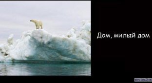 Глобальное потепление у белых медведей (4 фото)