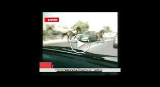 Конь врезался в машину
