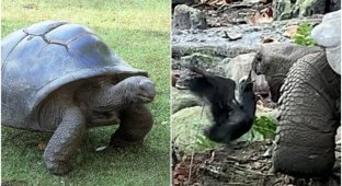 Ученые впервые засняли, как черепаха-вегетарианка обедает птицей (6 фото + 1 видео)