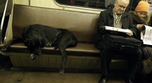 Эволюция. Собаки и метро (20 фото)