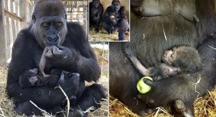 В Чессингтонском тематическом парке родился очаровательный гориленок (5 фото + 1 видео)