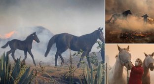 Лошадь бросилась в горящую конюшню, чтобы спасти жеребенка (15 фото + 1 видео)