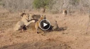 Стадо буйволов попыталось отбить своего сородича у львиного прайда