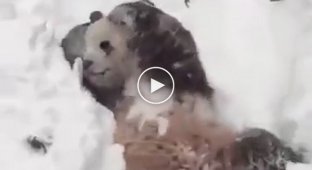 Панда в национальном парке США пришла в восторг от снежной бури
