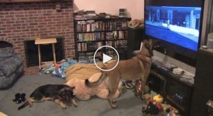 Веселый пес с удовольствием смотрит свой любимый мультфильм — «Вольт»