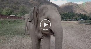 То как эти слоны относятся к своему любимому волонтеру, это невероятно