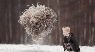 Коммодор - летающая собака (5 фото)