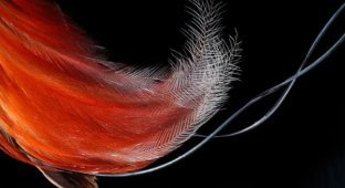 Долгая, интересная и экстравагантная эволюция перьев (23 фото)