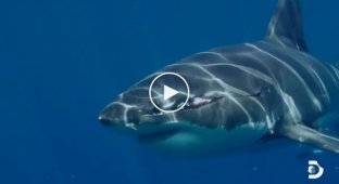 Джокер подводного мира. Огромная любознательная акула с гигантским шрамом